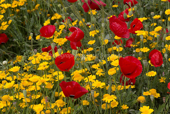 Red Poppies and Yellow Daisies  180401-3