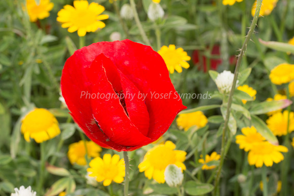 Coy Poppy 1