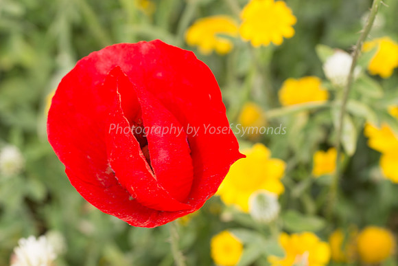 Coy Poppy 2