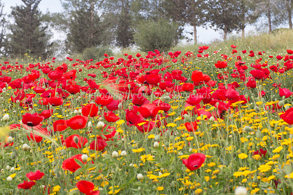 Poppy Field 180401-21