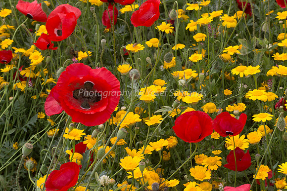 Poppy Field 180401-22