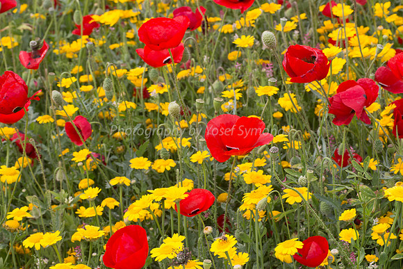 Poppy Field 180401-23