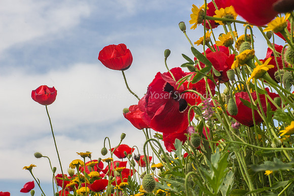 Poppies Against the Sky 180401-1