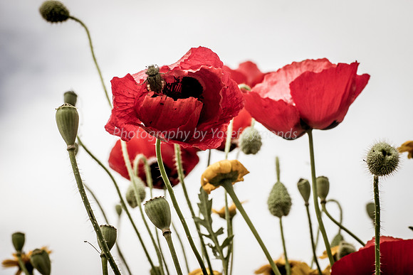 Poppies Against the Sky 180401-2