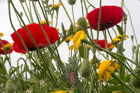 Poppies Against the Sky 180401-3