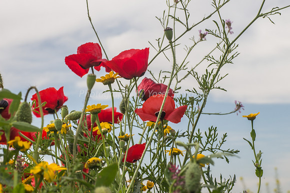 Poppies Against the Sky 180401-4