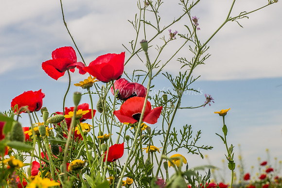 Poppies Against the Sky 180401-5