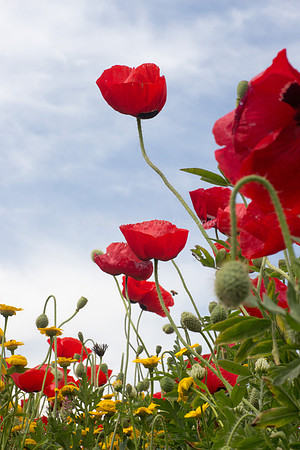 Poppies Against the Sky 180401-6