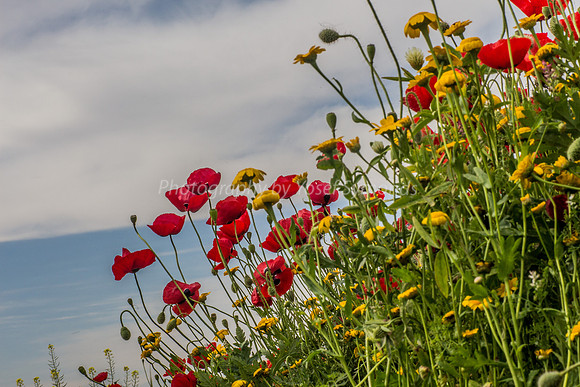 Poppies Against the Sky 180401-8