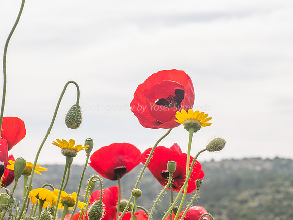 Poppies Against the Sky 180401-9
