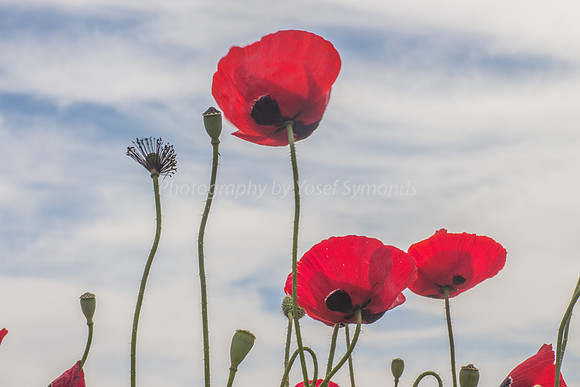 Poppies Against the Sky 180401-10
