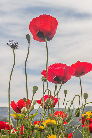 Poppies Against the Sky 180401-11