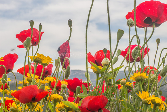 Poppies Against the Sky 180401-12