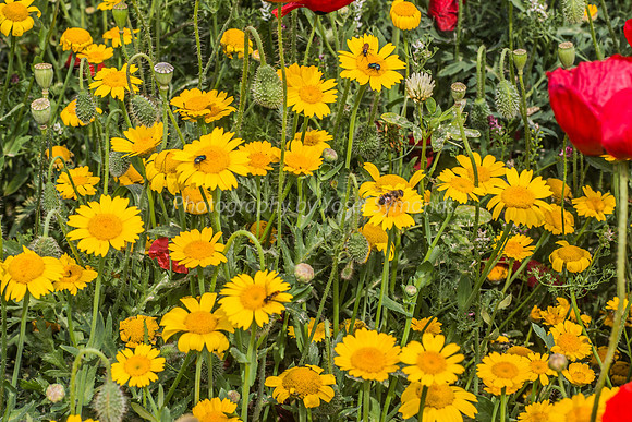 Bee on Daisy