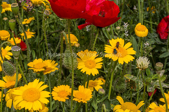 Insects on Daisy