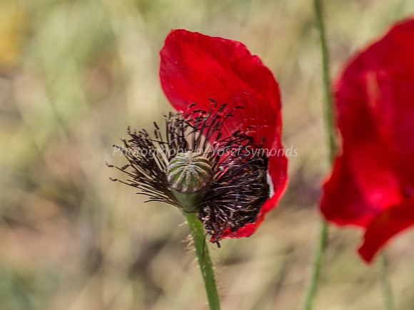 Battered Poppy