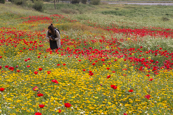Photographer in Poppy Field 180401-4