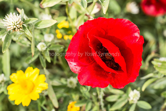 Coy Poppy 3