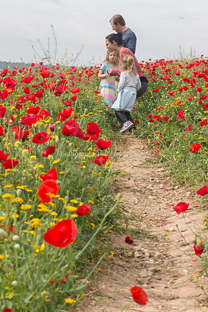Family in Poppy Field 2