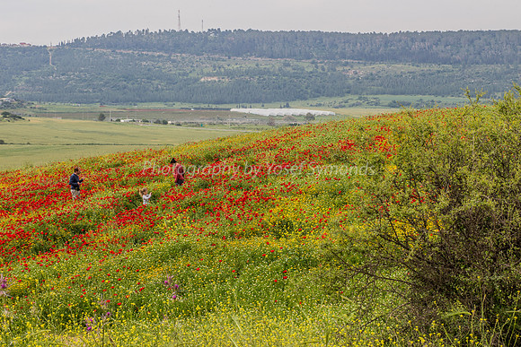 Family in Poppy Field 3