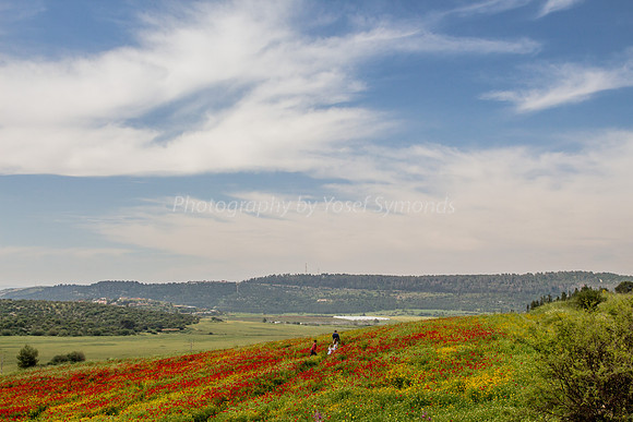 Poppy Field Landscape 180401-1