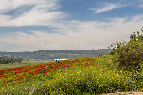 Poppy Field Landscape 180401-2