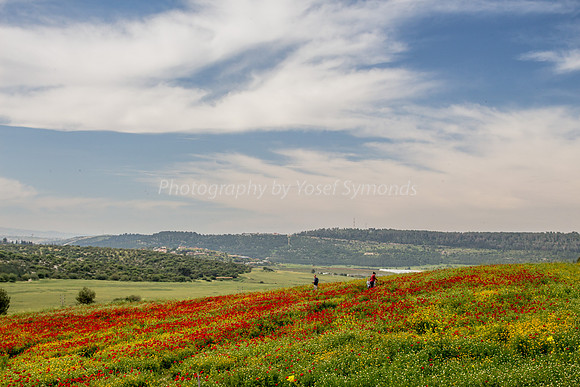 Poppy Field Landscape 180401-3