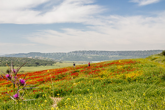 Poppy Field Landscape 180401-4