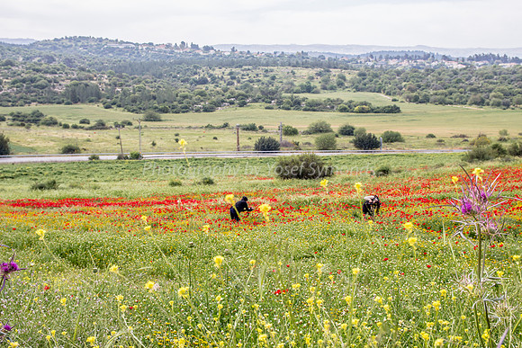 Photographers in Poppy Field