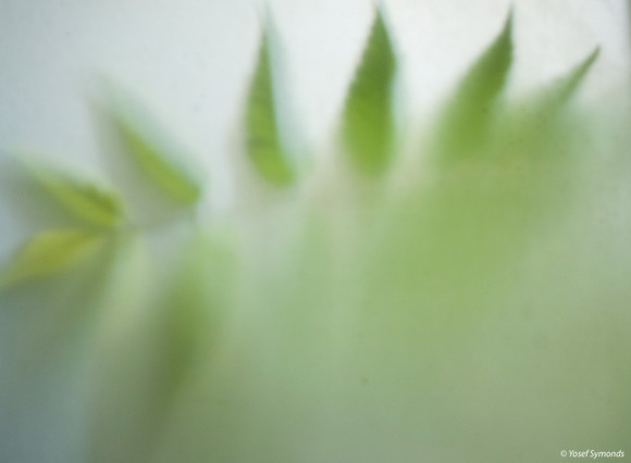 Green Leaves Against Window 170712-3