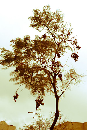 Jacaranda Tree in Wind 150219-2