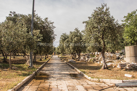 Looking South Along Pathway Cutting Courtyards of Temple