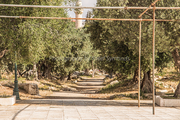 Path Looking North Cutting Area of Temple Courtyards