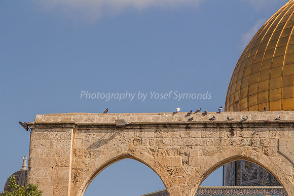 Pigeons on Arch - Looking North