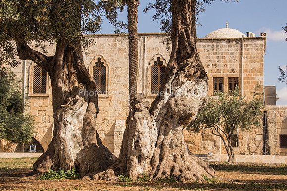 Huge Olive Trees in Front of South Wall of Platform
