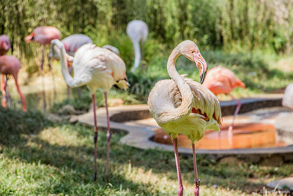 Biblical Zoo 180905-4
