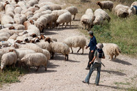 Sheep on Hills RBS-6768