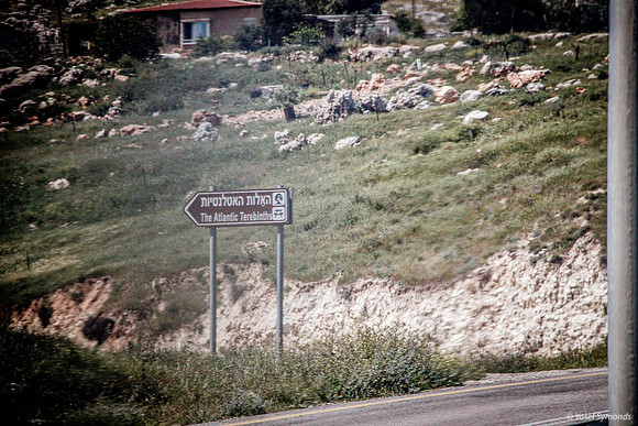 Atlantic Terebinth Sign