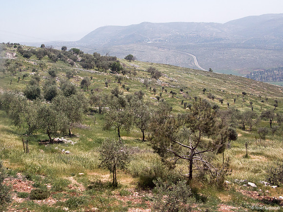 Trees on Slopes of Har Bracha 1