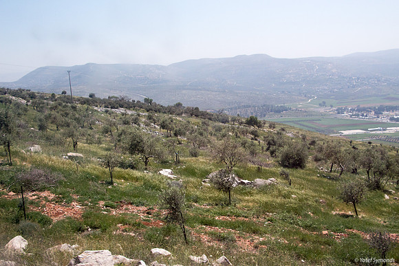 Trees on Slopes of Har Bracha 2