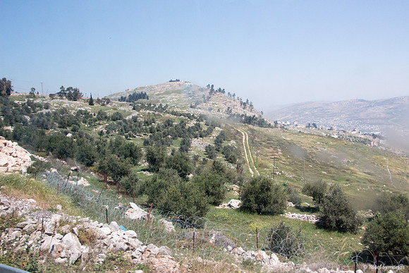 Trees on Slopes of Har Bracha 4