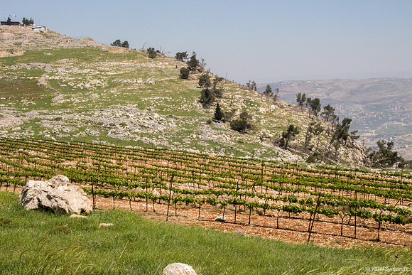 Vineyards of Har Bracha 2