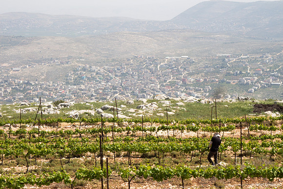 Worker in Vineyards of Har Bracha 1