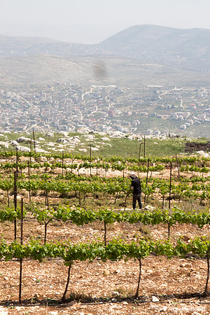 Worker in Vineyards of Har Bracha 2