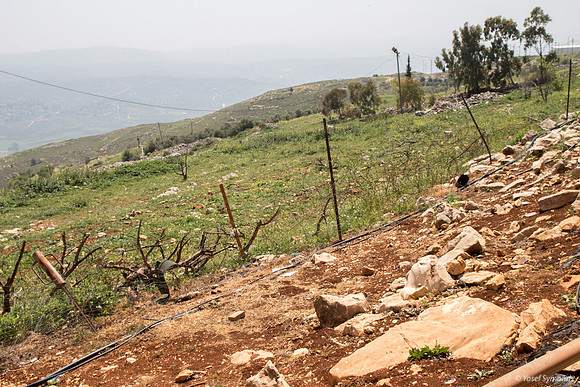 Sloping Fields at Har Bracha