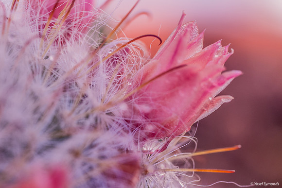 190402-Pink Cactus in Bloom-1084
