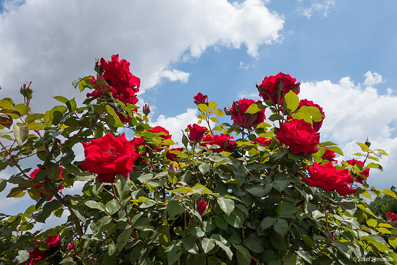 Roses Beit Shemesh 190508-1