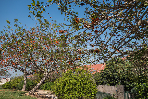 Coral Tree 180316-12
