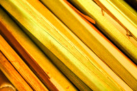 Lulav Spines 1