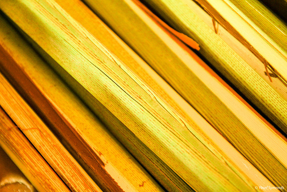 Lulav Spines 1